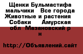 Щенки Бульмастифа мальчики - Все города Животные и растения » Собаки   . Амурская обл.,Мазановский р-н